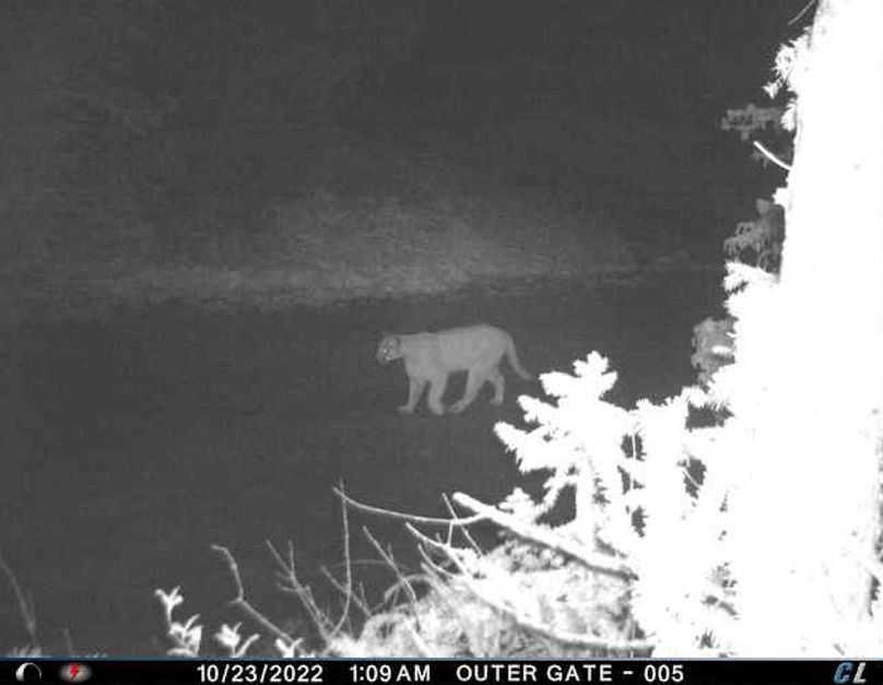 Mtn lion