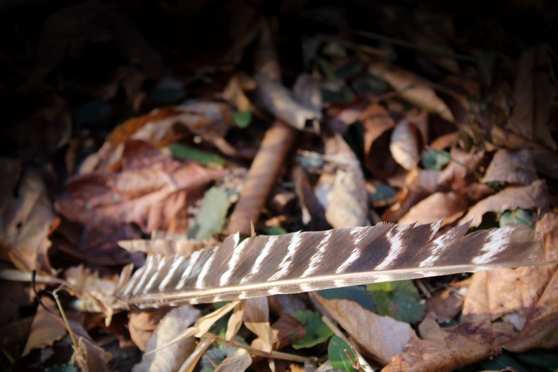 009 eastern turkey feather