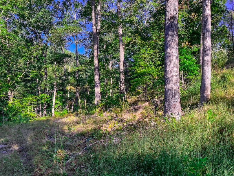 Calhoun, WV 101.8 AC Holly -26