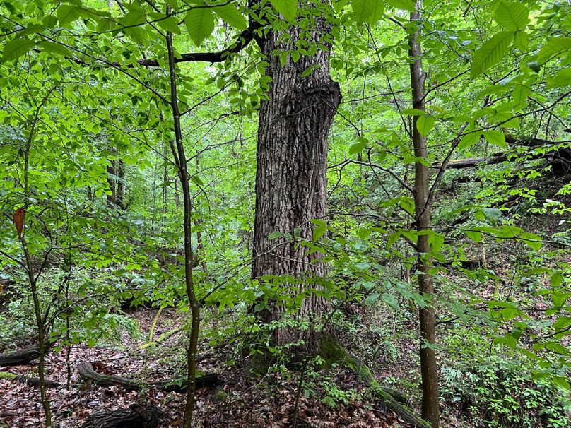 Wirt, WV 150.75 AC Tinnell-14