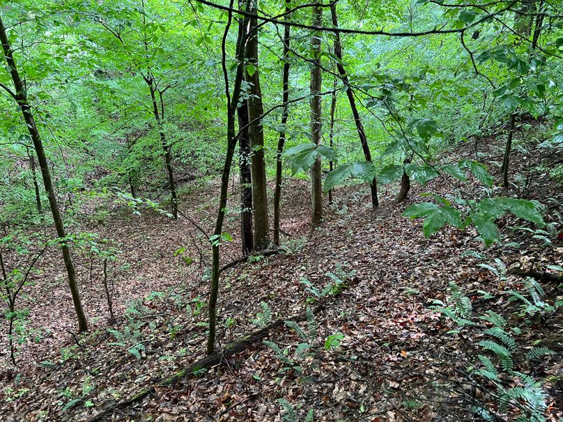 Wirt, WV 150.75 AC Tinnell-13