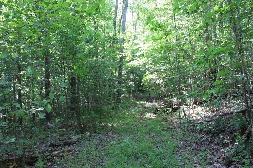 019 the old drive leading through the property to the once homestead
