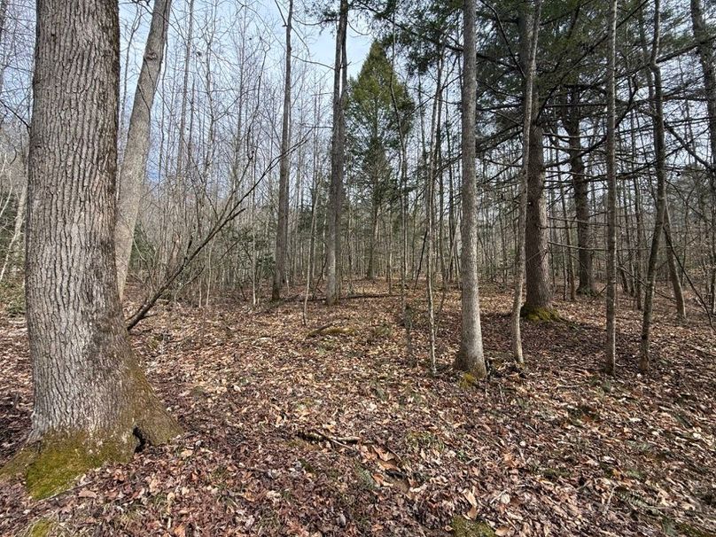 013 open forested south facing gentle slope 