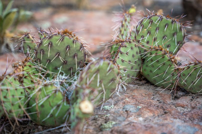 Cibola NM 13,053--142