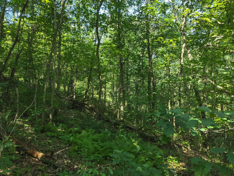 60. Woods (41acres)