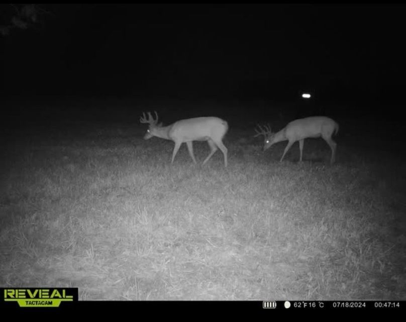 Trail Cam 7