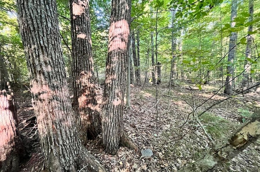 Chemung_20.000_Rouseland_Lot3_Photos_5