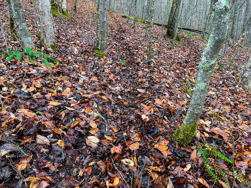 Calhoun, WV 225.69 AC Duffield-36