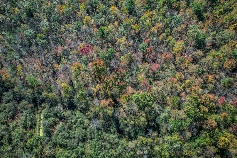 Wood 41.451, Collins -38