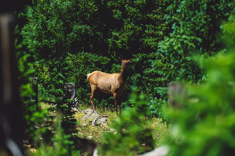 Lake CO 737.34 Misch - 07 Elk