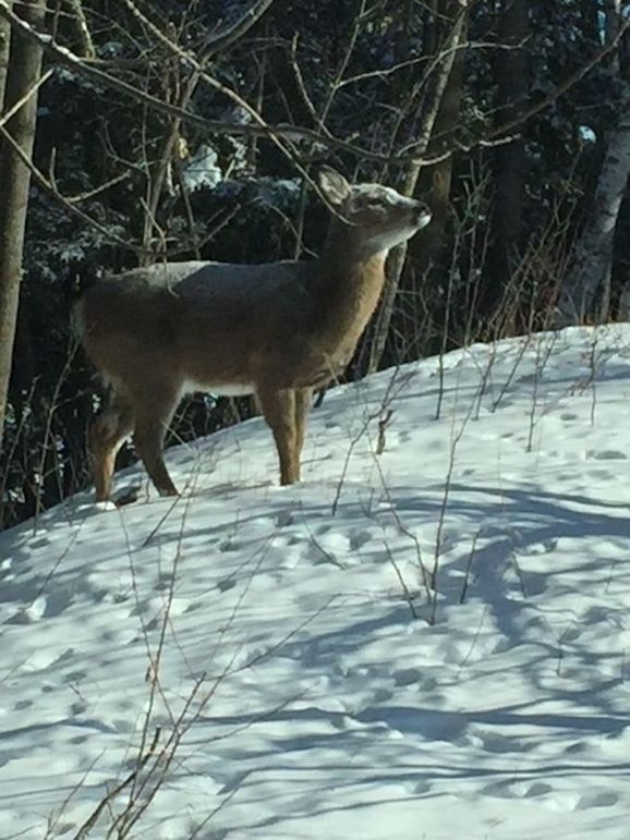 Snowy Deer