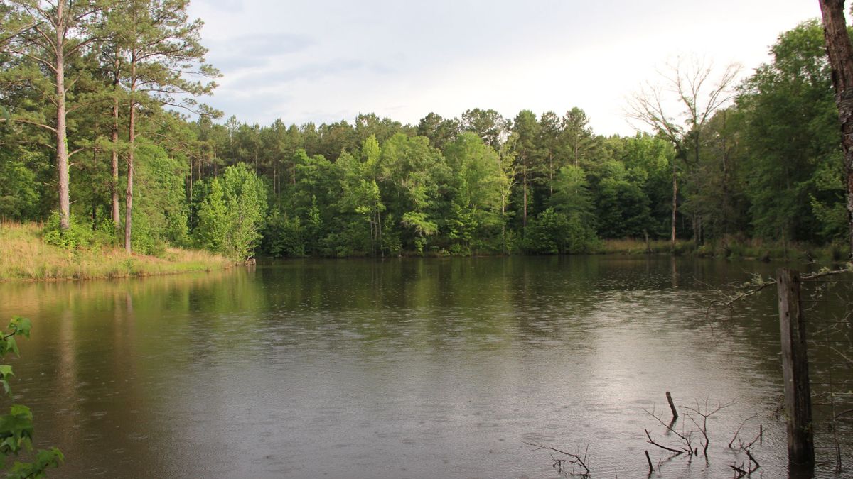 Greenback Whitetail Properties