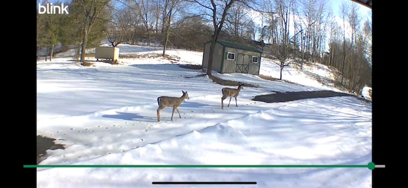 Deer