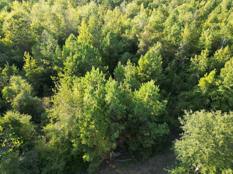 43.5 Acres San Augustine 010