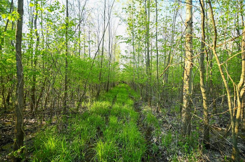 vandalia 450 (2)-3014