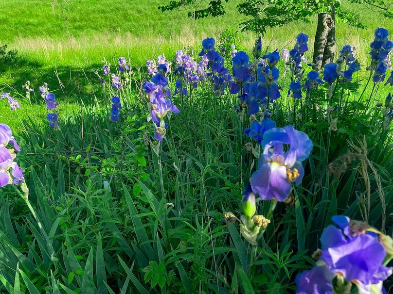 Haralson GA 100 McIntyre-27