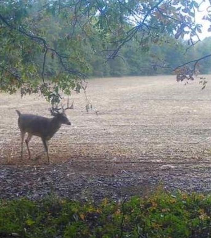 Copy of 934 Deer 8 Large