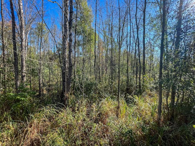 Wood 41.451, Collins -19