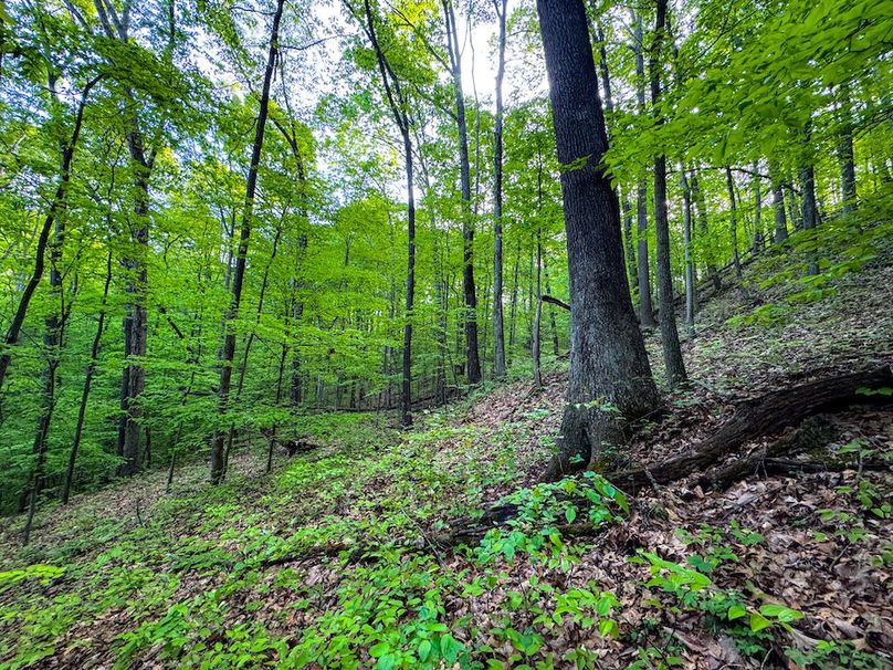 Wirt, WV 145.69 AC 273 Wildflower-21