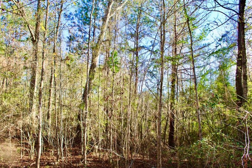 24A38710-5D83-45A0-BFB5-4729ADB33D14_1_201_a-2