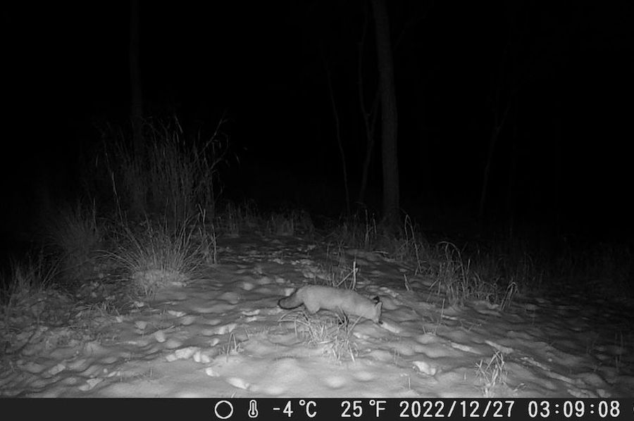 DSCF0593 fox