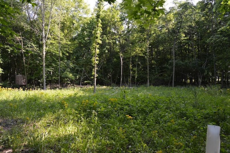 Food plot looking north