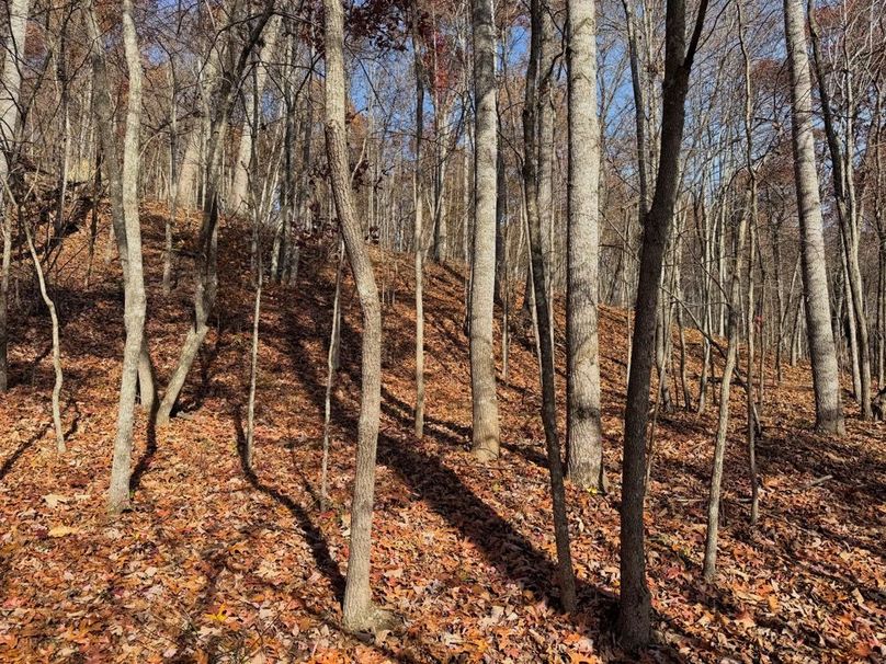 021 nice mix of young timber throughout-2