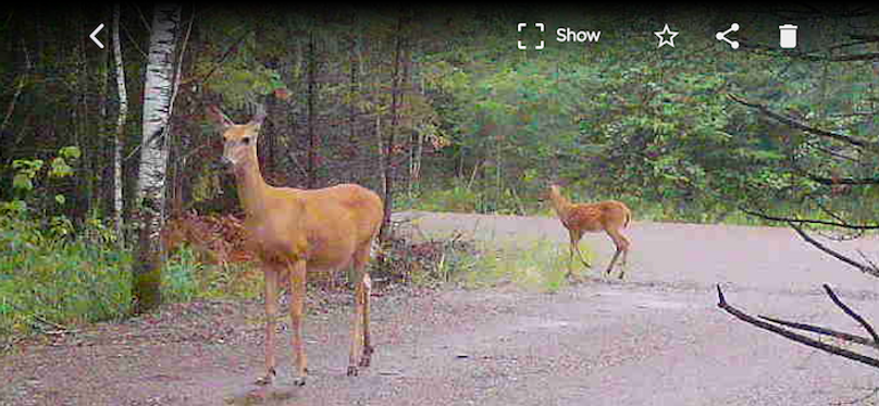Deer 4