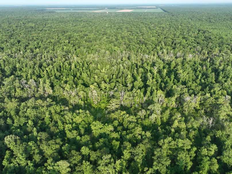 dji_fly_20230630_080658_192_1688137757452_photo