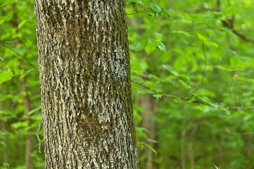 woods bitternut hickory close