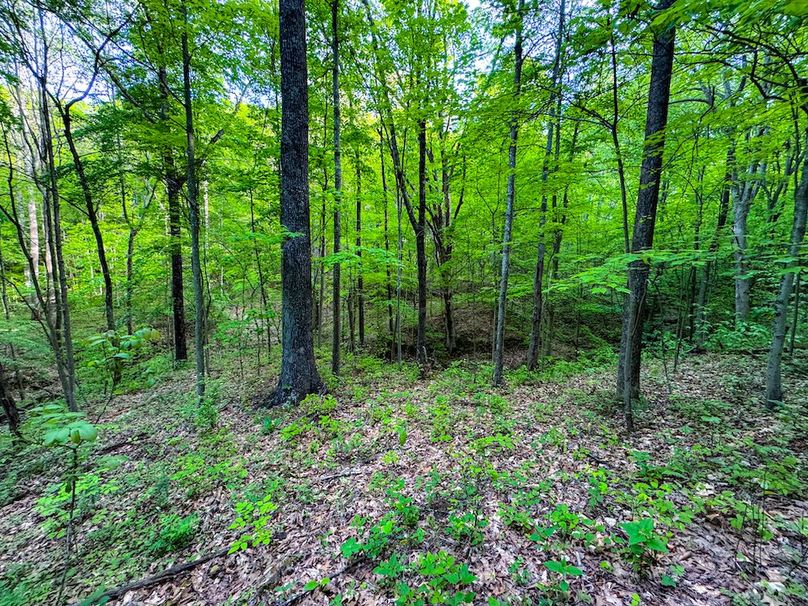 Wirt, WV 145.69 AC 273 Wildflower-12