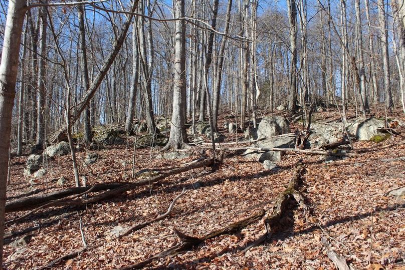 025 boulder laden forest floor just above the limestone bluffs