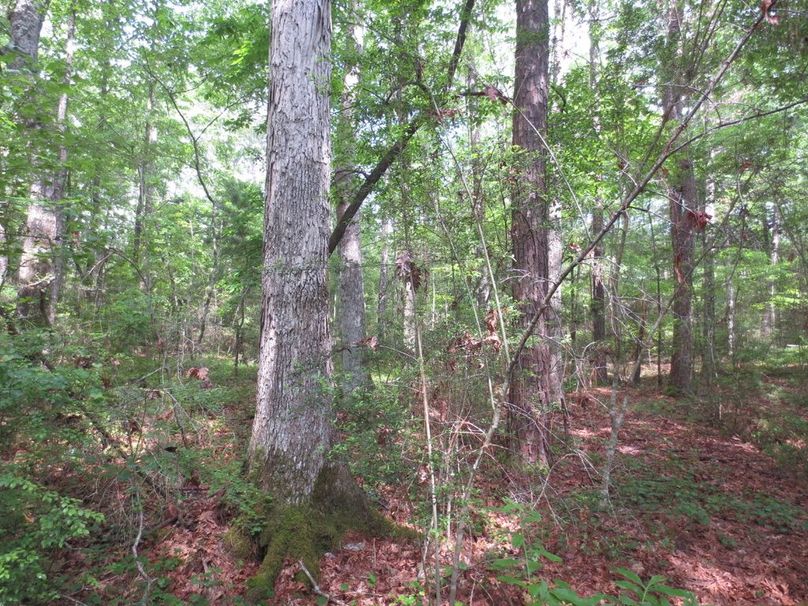 D61D3DC8-A467-4EEB-96D2-6319016A1F38_1_105_c