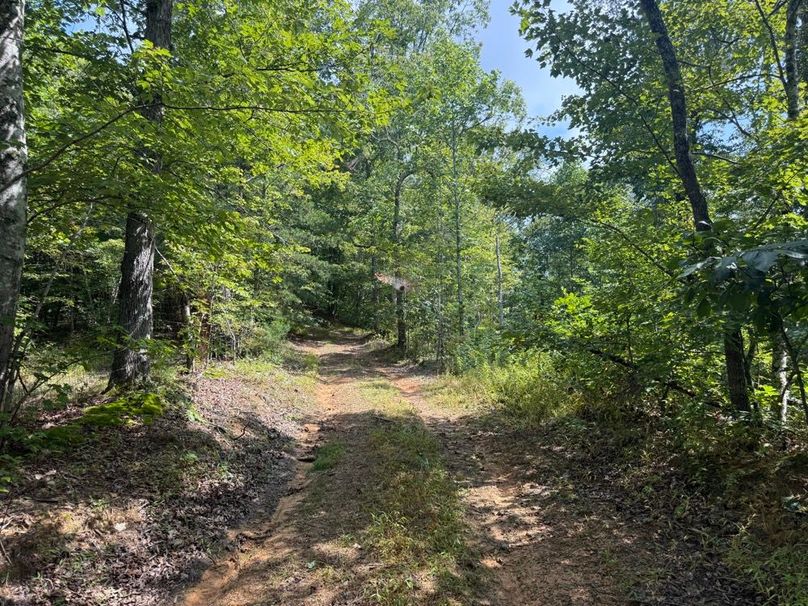 022 the road leading into the cabin coming up the hill