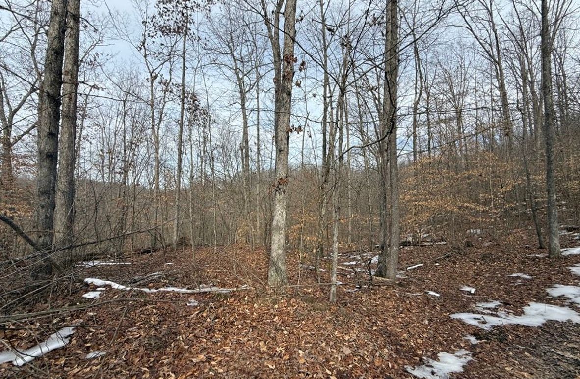 004 the wooded forest area in the east part of the property