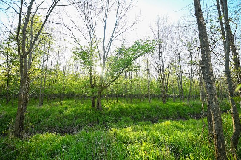 vandalia 450 (2)-2986