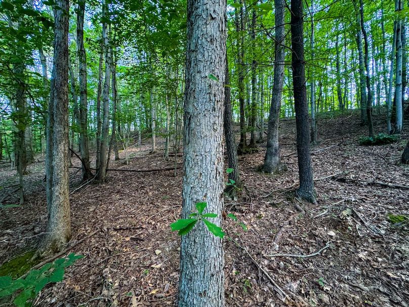 Lewis, WV 82.87 AC Barger-090