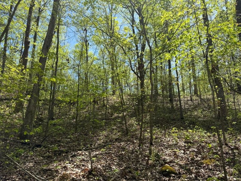 018 forested area near the south ridge
