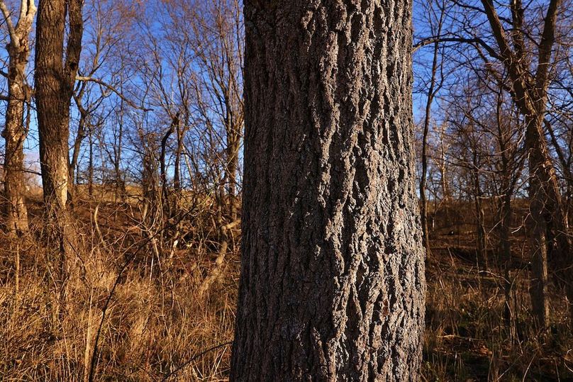 9 Buchanan 252.69 Tract 1