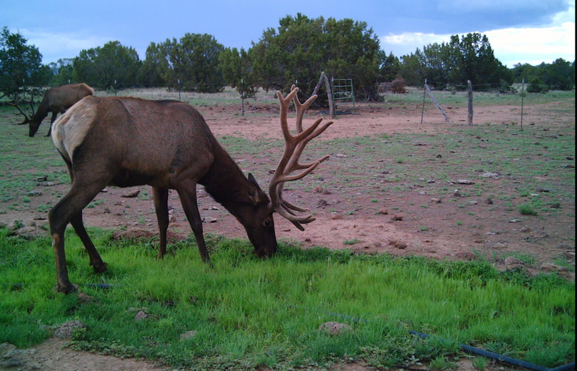 bull in velvet eating green grass
