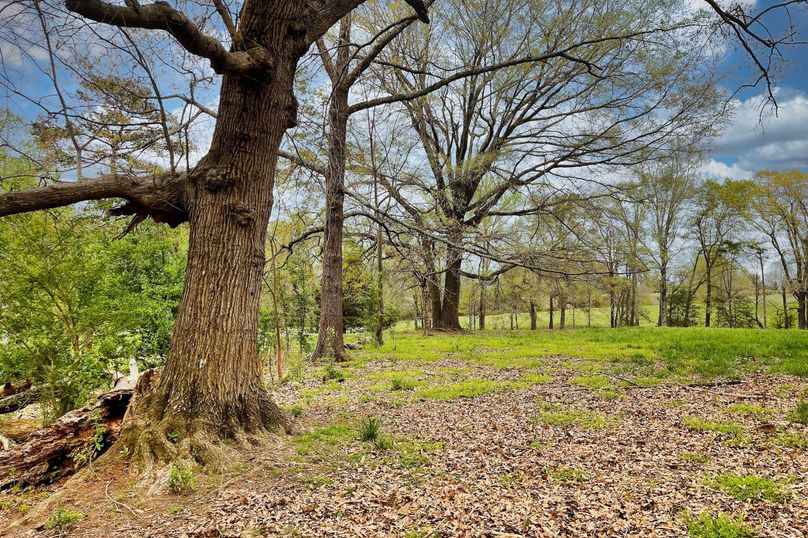 11 Pasture _ Trees 06