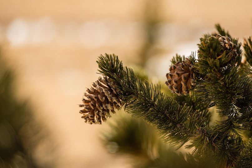 Teller Co 20.288 Bugbee - 014 Mixed Pine Trees