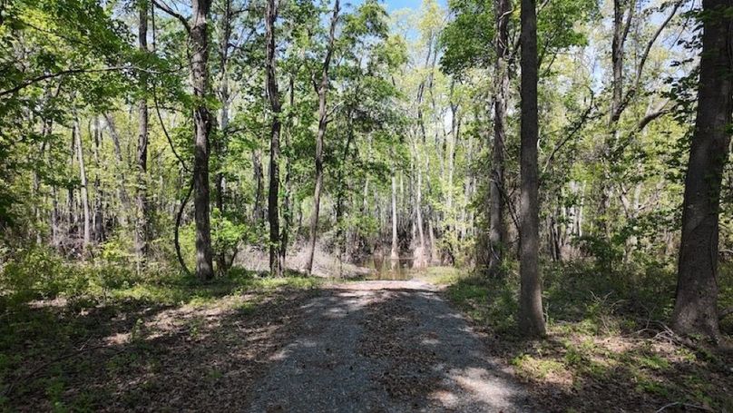 swamp20260501_0246