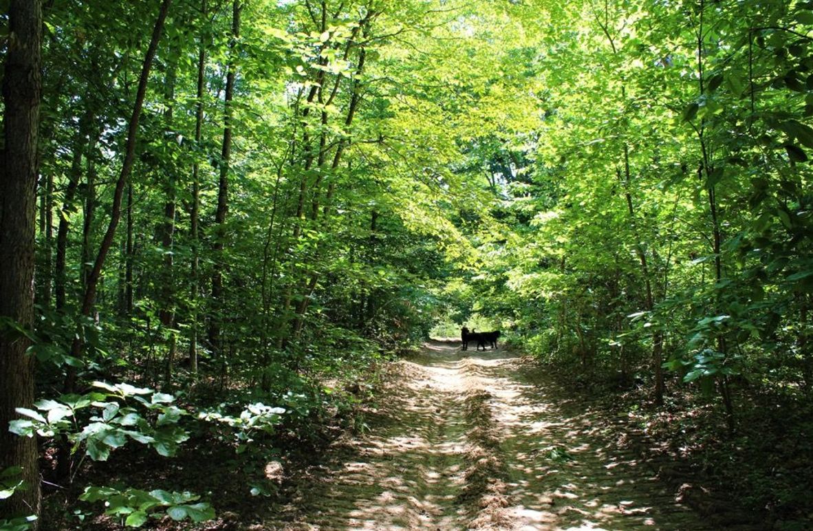 004 the dirt road leading into the southwest corner of the property