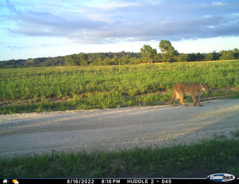 mountain lion huddle 8 16 22