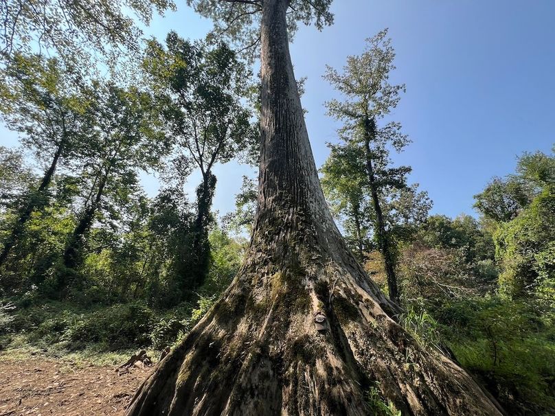 Massive Cypress 2