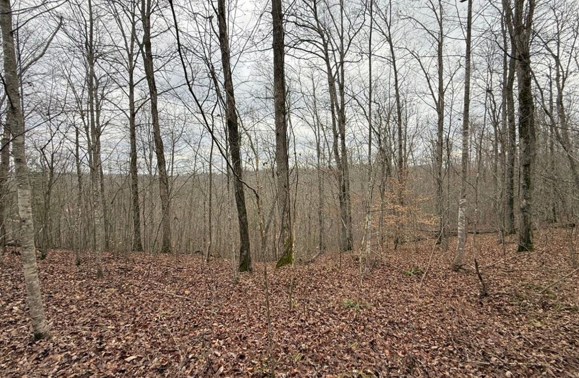 005 oak flat near the east boundary