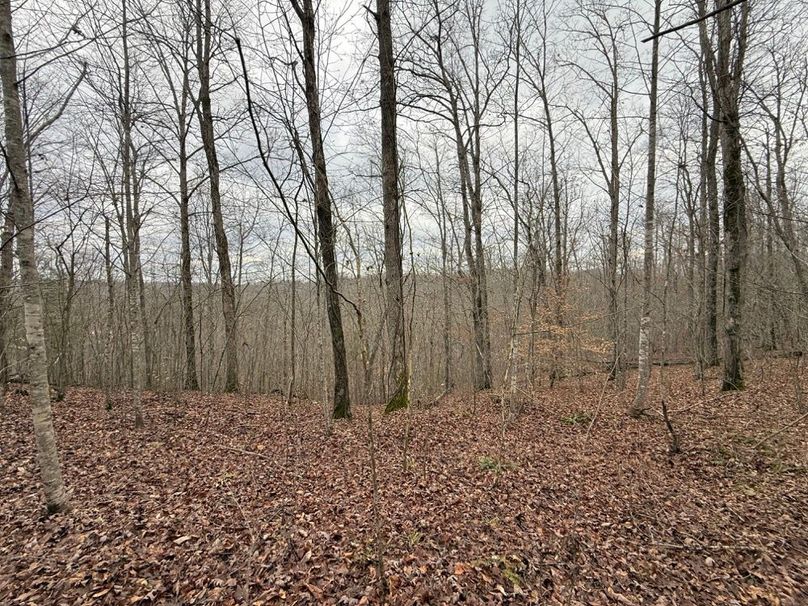 005 oak flat near the east boundary