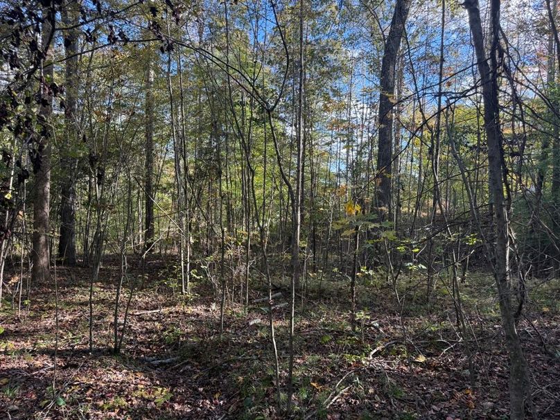 019 the understory near the entrance along the east boundary