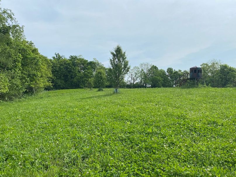 007 view of the open food plot area with blind and several fruit trees in the east tract copy